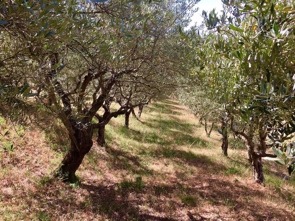 San Vitale Assisi Villa Randr מראה חיצוני תמונה